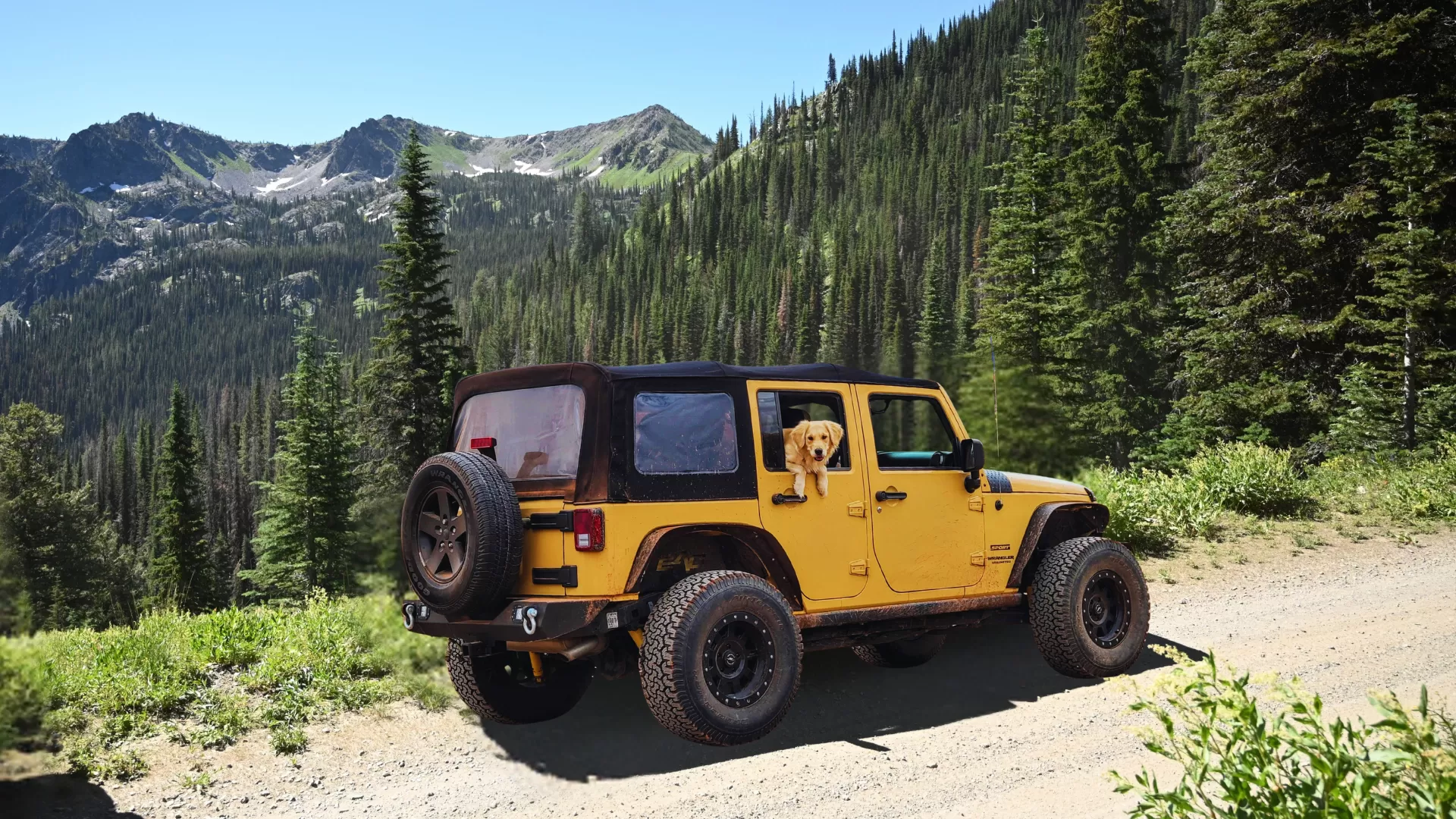 yellow jeep with cute dog in back seat driving up mountain