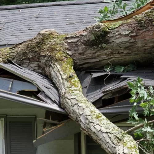 Tree fallen on roof