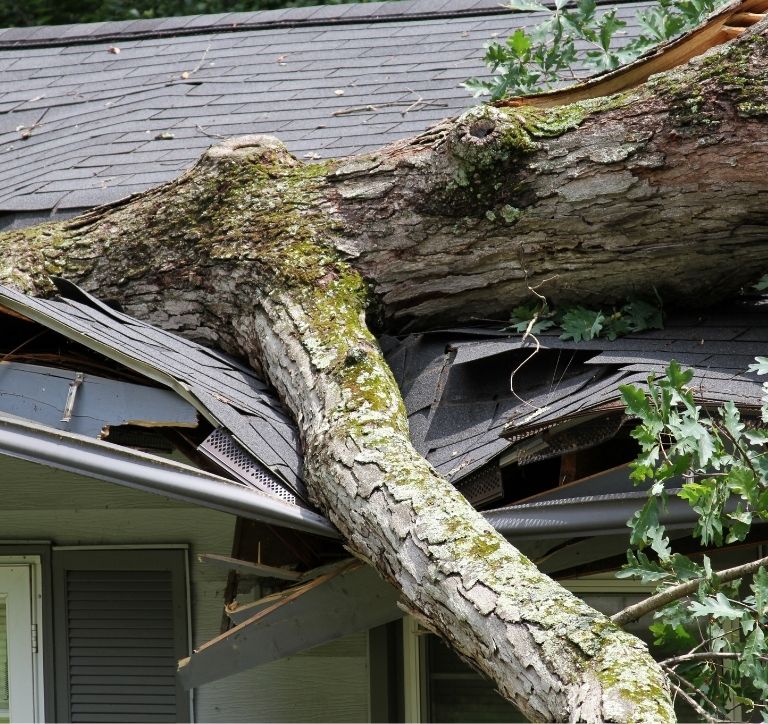 large tree fallen on roof with damage